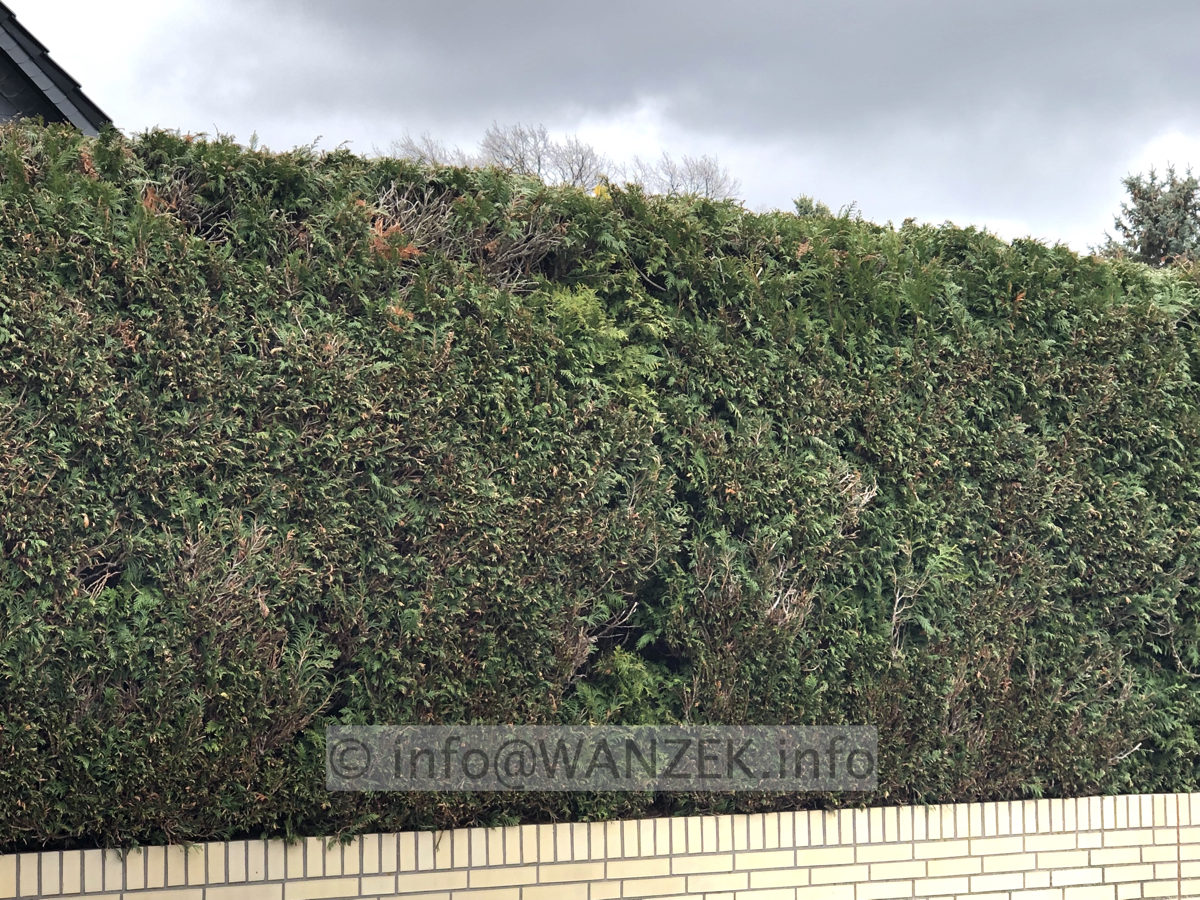 Hecke Thuja Brabant 002 geschnitten bearb.JPG